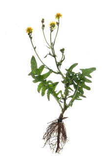 Odorous pig-salad (Aposeris foetida) on white background