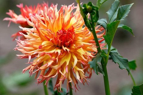 Deer antlers dahlia cultivar Koyo-kujaku (Dahlia cultivar Koyo-kujaku)