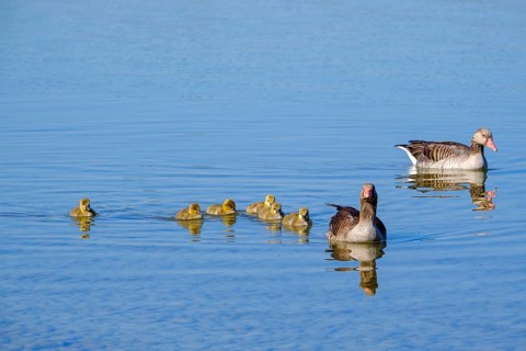Geese with young swimming at sea (Anser anser)