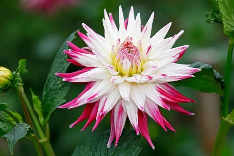 Semi-cactus Dahlia cultivar sorbet (Dahlia cultivar sorbet)