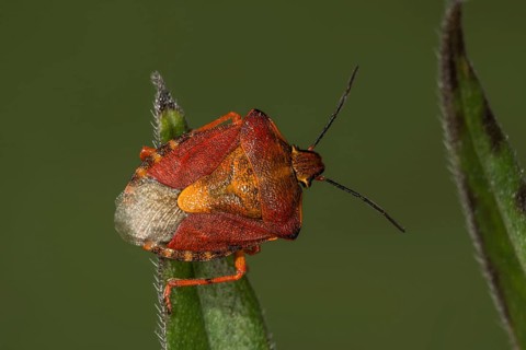 01_ (Carpocoris purpureipennis) on a leaf tip
