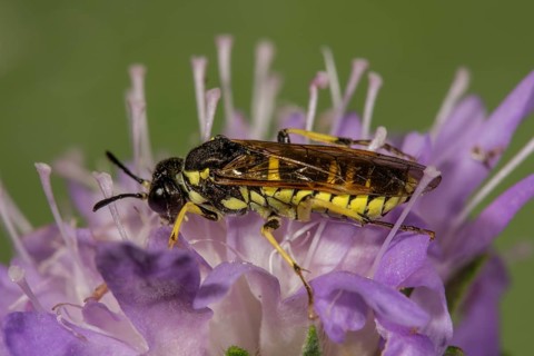 Leaf wasp (Tenthredo spec.) an Field scabious (Knautia arvensis)