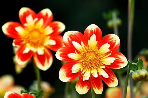 Ruffs Dahlia cultivar Pooh (Dahlia cultivar Pooh)