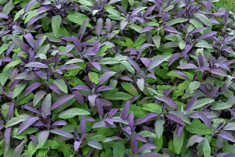 Cultivation of purple sage (Salvia officinalis purpurascens)