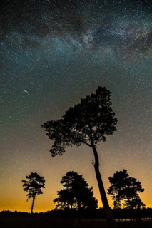 Silhouette of a pine tree (Pinus sylvestris) in front of a starry sky in Venner Moor