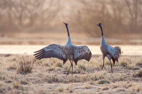 Cranes (Grus grus)