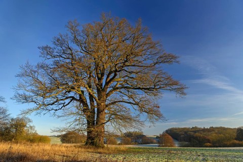 Kahle Oak (Quercus)