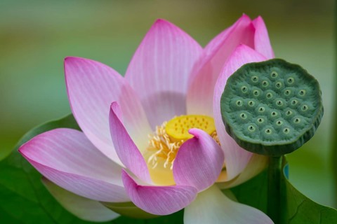Pink lotus flower (Nelumbo nucifera)