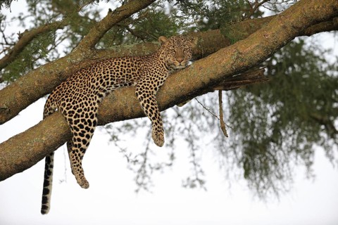 Leopard (Panthera pardus)