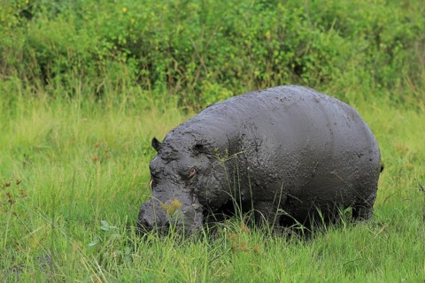 Hippo (Hippopotamus amphibius)