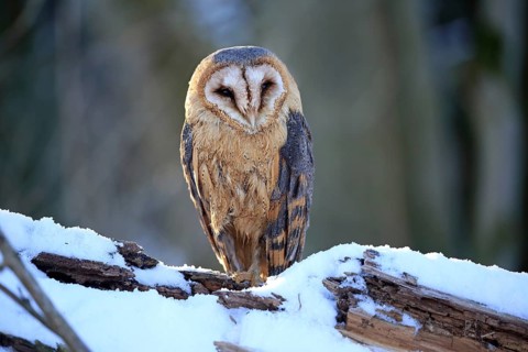 Common barn owl (Tyto alba)