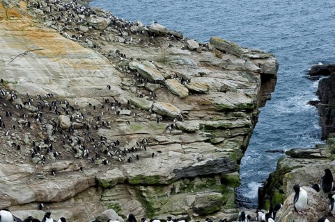 Southern Rockhopper Penguins (Eudyptes chrysocome)