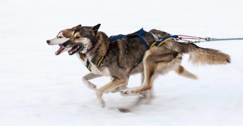 Sled dogs in the run at a dog sled race