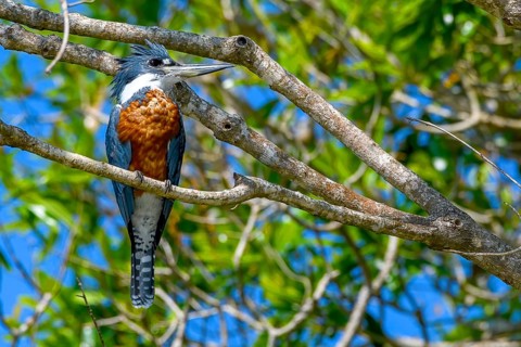 Ringed kingfisher (Megaceryle torquata)