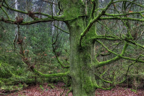 Gnarled and mossy tree in the forest