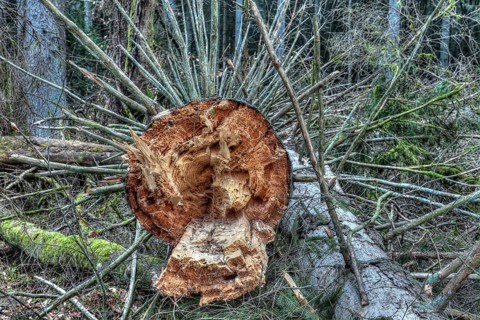 Fallen trees
