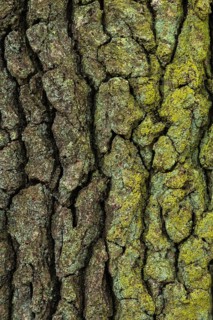 Structure of the bark of an oak (Quercus)