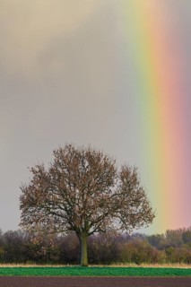 Oak (Quercus) with rainbow