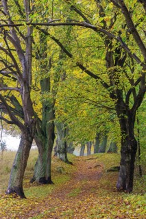 Alley with trees in autumn
