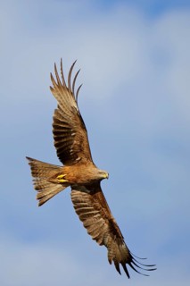 Flying (Milvus migrans) in front of a blue sky