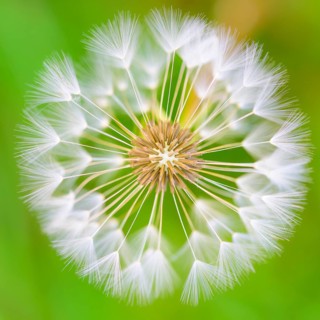Filigree arrangement of seeds of a flower