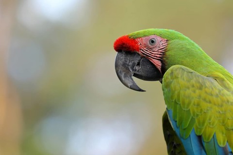 Great green macaw (Ara ambigua)