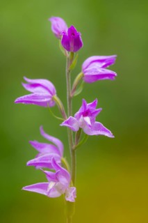 Cephalanthera (Cephalanthera )