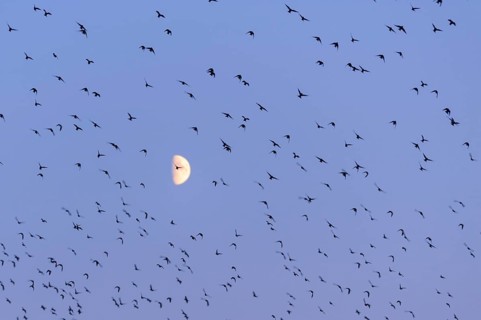 Flock of birds