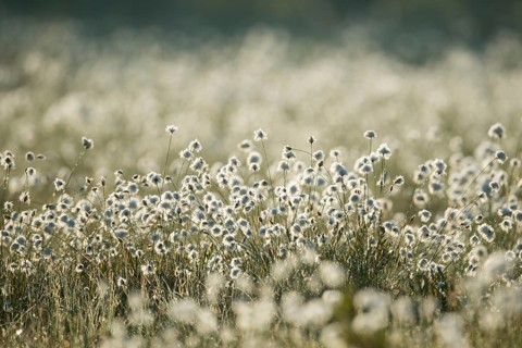 Hare's-tail cottongrass (Eriophorum vaginatum) backlit in a bog