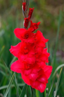 Red flowering gladiolus (Gladiolus x hortulanus)