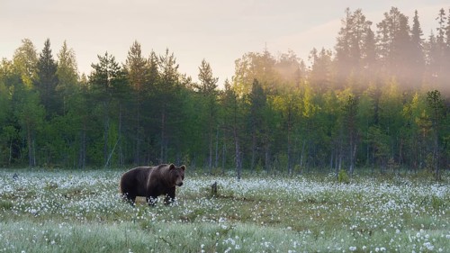Brown bear (Ursus arctos ) in a bog with fruiting cotton grass on the edge of a boreal coniferous forest