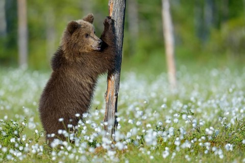 Brown bear (Ursus arctos) plays with a tree in a bog with fruiting cotton grass