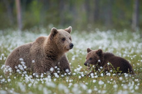 Brown bear (Ursus arctos ) in a bog with fruiting cotton grass on the edge of a boreal coniferous forest