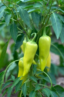 Green pepperoni (Capsicum frutescens)
