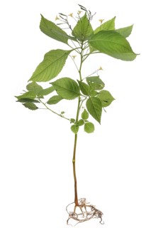 Small flowered balsam (Impatiens parviflora) on white ground