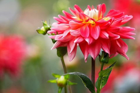 Semi-cactus dahlia variety Alexander Voit (Dahlia cultivar Alexander Voit)