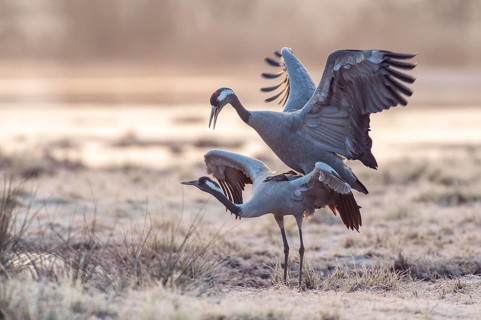 Cranes (Grus grus) at mating in spring
