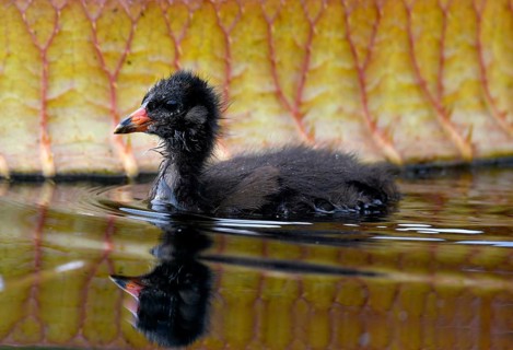 Common moorhen (Gallinula chloropus)