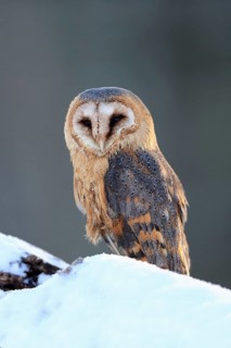 Common barn owl (Tyto alba)
