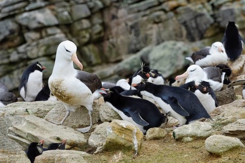 Black-browed Albatross