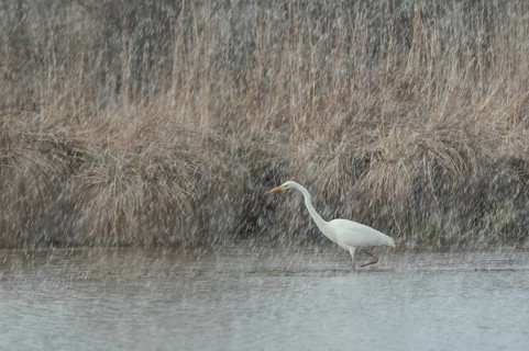 Great egret (Ardea alba)