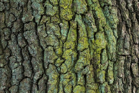 Structure of the bark of an oak (Quercus)