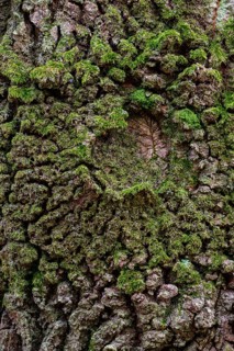SStructure of the bark of an oak (Quercus)