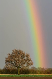 Oak (Quercus) with rainbow