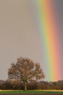 Oak (Quercus) with rainbow