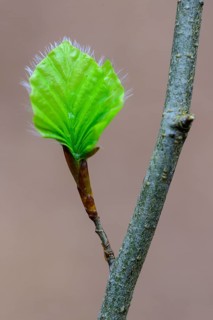 Leaf of a beech (Fagus sylvatica) sprouts from a bud