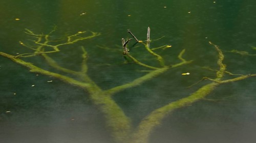 Supported tree in a lake