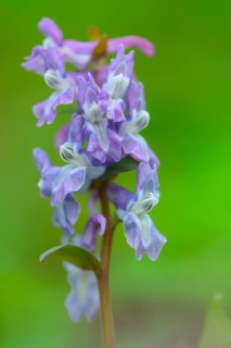 Flowering (Corydalis cava) in spring