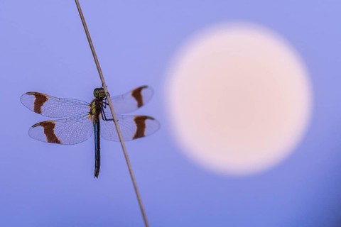 Banded darter (Sympetrum pedemontanum ) on a blade of grass in front of the full moon