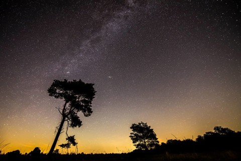 Starry sky with milky way over (Pinus) the Venner Moor